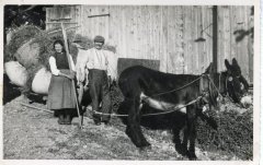 Photo avec l'âne tirant le foin sur la luge