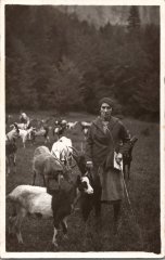 Photo d’Alphonsine MOCCAND avec les chèvres au Vivier