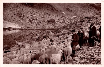 Troupeau de moutons aux environs de la Vogealle
