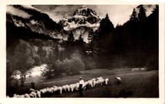 Pâturage avec les moutons près du Molliet