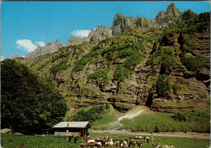 Le chalet de Prazon avec les chèvres