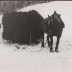 Les foins avec la jument en hiver 1980