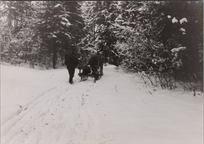 Les foins avec la jument en hiver 1980