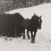 Les foins avec la jument en hiver 1980