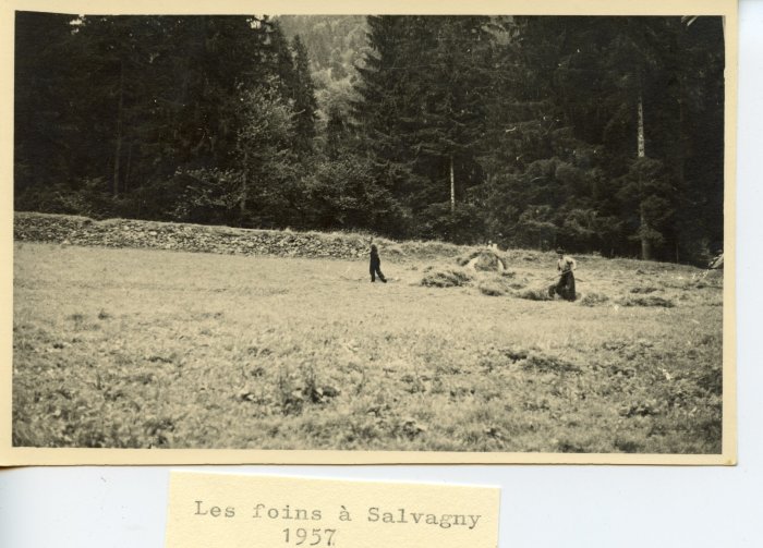 Les foins à Salvagny en 1957